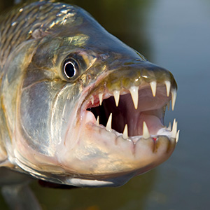 jeff-currier-wet-fly-swing-podcast